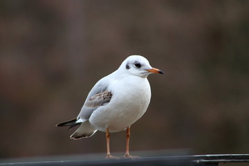 Young red-billed gull in Germany
