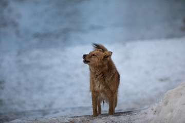 portrait of a yard stray dog in winter