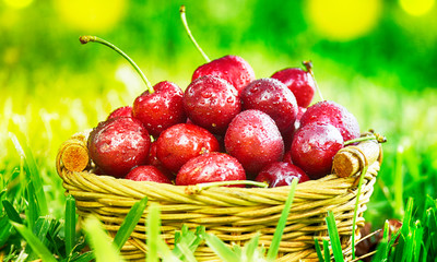 Ripe red organic sweet cherry in the garden in the summer. Agricultural background.