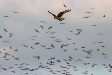  of kite birds in the sky