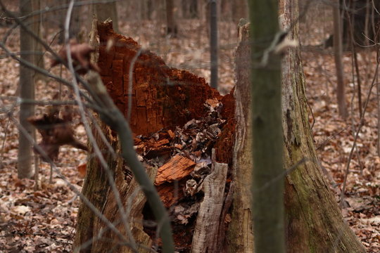 An old broken tree stump