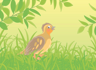 Small quail with brown camouflaged plumage walking in green thick grass of a glade on a warm summer day, vector cartoon illustration