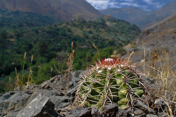 Cactus (Melocactus peruvianus), a unique specimen of cactus that grows flush with the natural soil of the Andes. Lima Peru