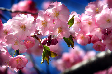Japanska k&ouml;rsb&auml;rstr&auml;d i blommning i Kungstr&auml;dg&aring;rden