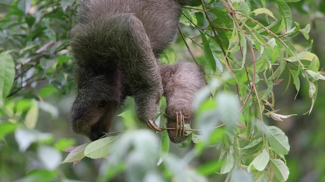 fressendes Faultier in Costa Rica 4K