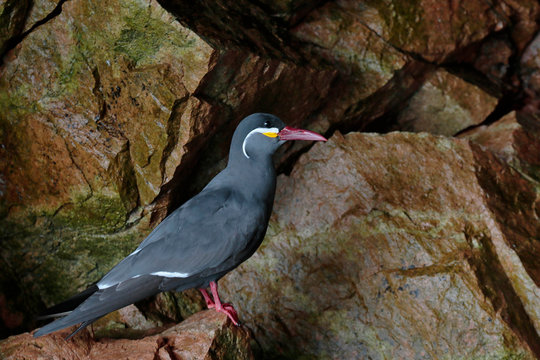 INCA TERN (Larosterna Inca), a beautiful bird in its natural habitat perched on rocks. Ica - Peru