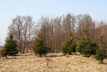 Awakening of nature in early spring, green fluffy Christmas trees against last year's yellow grass