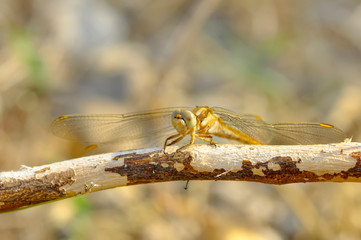 Macro shots, Beautiful nature scene dragonfly. 