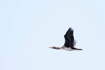 GUANAY CORMORANT (Phalacrocorax bougainvillii), beautiful specimen in flight. Lima Peru