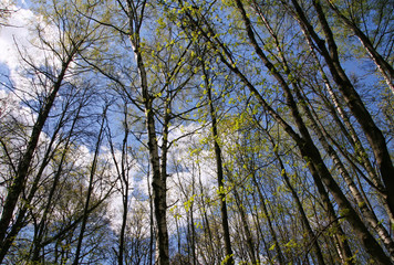 Spring nature background with sun beam. Sunny forest early in the morning