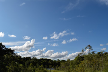 Horizonte de floresta tropical, céu azul com nuvem