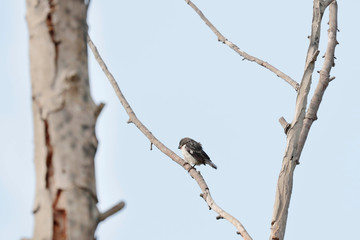 CHESTNUT-THROATED SEEDEATER (Sporophila telasco), small bird perched among branches singing. Lima Peru