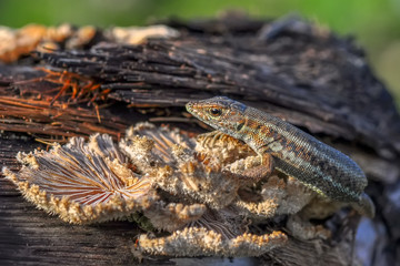 Closeup  Beautiful lizard in the garden