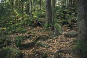 moody forest rocky highland trees nature environment space in north European region
