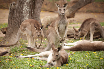 Naklejka na ściany i meble Levely and friendly Kangaroos in Australia
