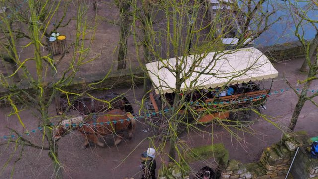 Coche de caballos amish percherones de crines blancas arrastrando carruaje con toldo blanco