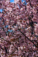 Äppelblommning på våren i Humlegårdsparken.