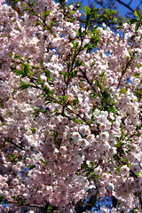 Äppelblommning på våren i Humlegårdsparken.