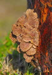 Tree funguson tree trunks