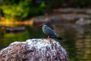 Inca tern in bronx zoo - bird with red beak