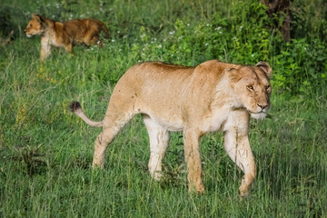 lioness with cub in tall grass of Serengeti