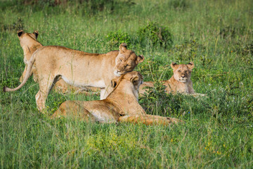 Pride of lions resting in the grass of the Serengeti while on safari in Africa