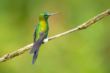 Sapphire-vented puffleg (Eriocnemis luciani) is a species of hummingbird in the family Trochilidae. It is found in Colombia, Ecuador, Peru, and Venezuela. Its natural habitat is subtropical 