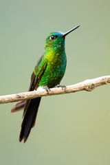 Sapphire-vented puffleg (Eriocnemis luciani) is a species of hummingbird in the family Trochilidae. It is found in Colombia, Ecuador, Peru, and Venezuela. Its natural habitat is subtropical 