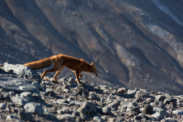 Wundervolles Kamtschatka - Sibirische Wildnis