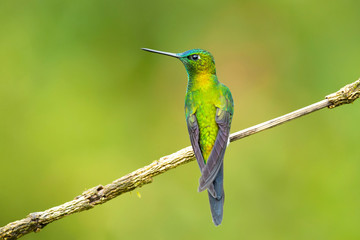 Sapphire-vented puffleg (Eriocnemis luciani) is a species of hummingbird in the family Trochilidae. It is found in Colombia, Ecuador, Peru, and Venezuela. Its natural habitat is subtropical 