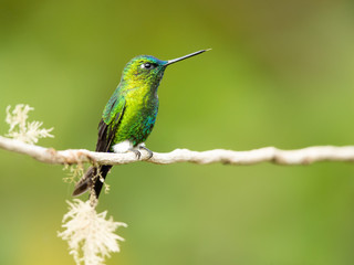 Fototapeta na wymiar Sapphire-vented puffleg (Eriocnemis luciani) is a species of hummingbird in the family Trochilidae. It is found in Colombia, Ecuador, Peru, and Venezuela. Its natural habitat is subtropical 
