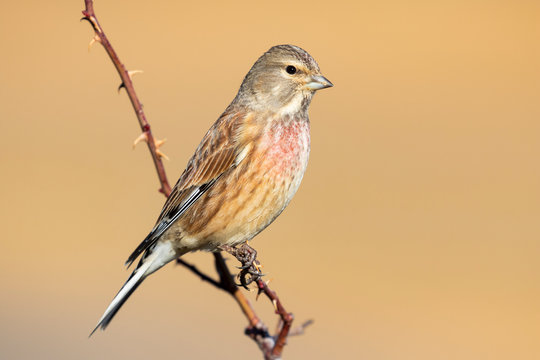 Common Linnet male, Carduelis cannabina, perched on a branch against a uniform ocher background