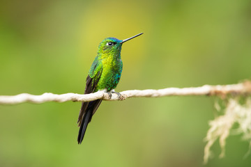 Sapphire-vented puffleg (Eriocnemis luciani) is a species of hummingbird in the family Trochilidae. It is found in Colombia, Ecuador, Peru, and Venezuela. Its natural habitat is subtropical 