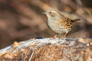 Dunnock, Prunella modularis, perched on a log with frost