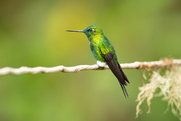 Sapphire-vented puffleg (Eriocnemis luciani) is a species of hummingbird in the family Trochilidae. It is found in Colombia, Ecuador, Peru, and Venezuela. Its natural habitat is subtropical 