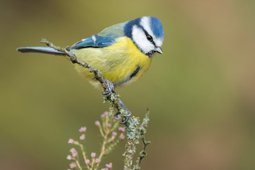 Obraz premium Blue tit, Cyanistes caeruleus, perched on a branch against a uniform green background