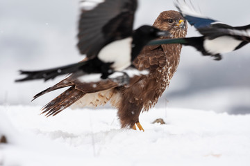 Common buzzard, Buteo buteo, perched on snow surrounded by magpies