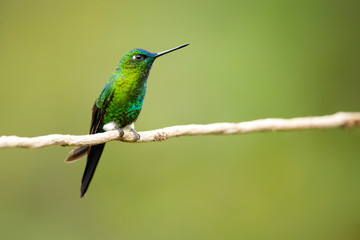 Sapphire-vented puffleg (Eriocnemis luciani) is a species of hummingbird in the family Trochilidae. It is found in Colombia, Ecuador, Peru, and Venezuela. Its natural habitat is subtropical 