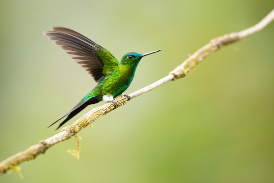 Sapphire-vented puffleg (Eriocnemis luciani) is a species of hummingbird in the family Trochilidae. It is found in Colombia, Ecuador, Peru, and Venezuela. Its natural habitat is subtropical 