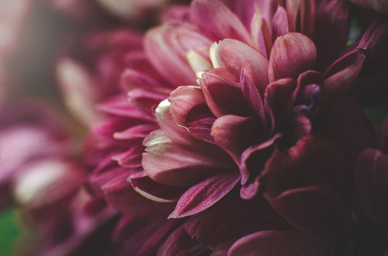 fiore 