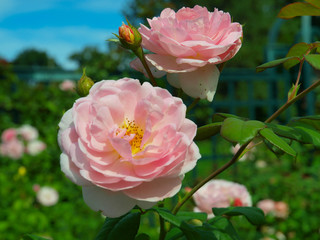 Pink roses in a park in New York City