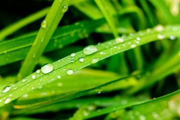 Detail of leafy green leaves and wet with dew drops as a conservationist background.