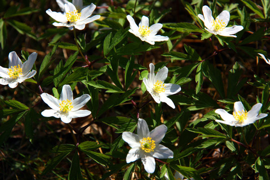 Vitsippa. A. nemorosa.