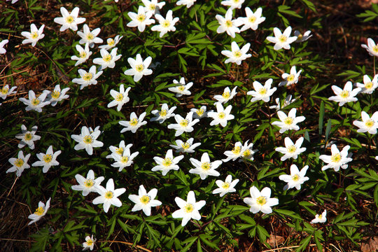 Vitsippa. A. nemorosa.