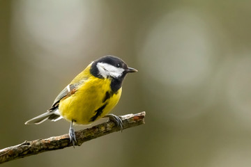 A tit on a branch is watching.