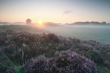 beautiful misty sunrise over blooming heather hills