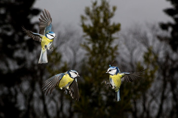 MESANGE BLEUE parus caeruleus