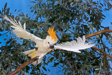 CACATOES A HUPPE ORANGE cacatua sulphurea citrinocristata