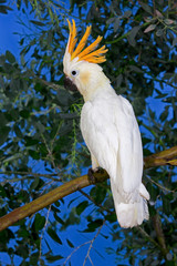CACATOES A HUPPE ORANGE cacatua sulphurea citrinocristata