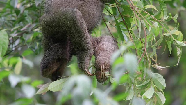 fressendes Faultier in Costa Rica HD